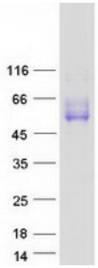 Coomassie blue staining of purified SLAMF7 protein.